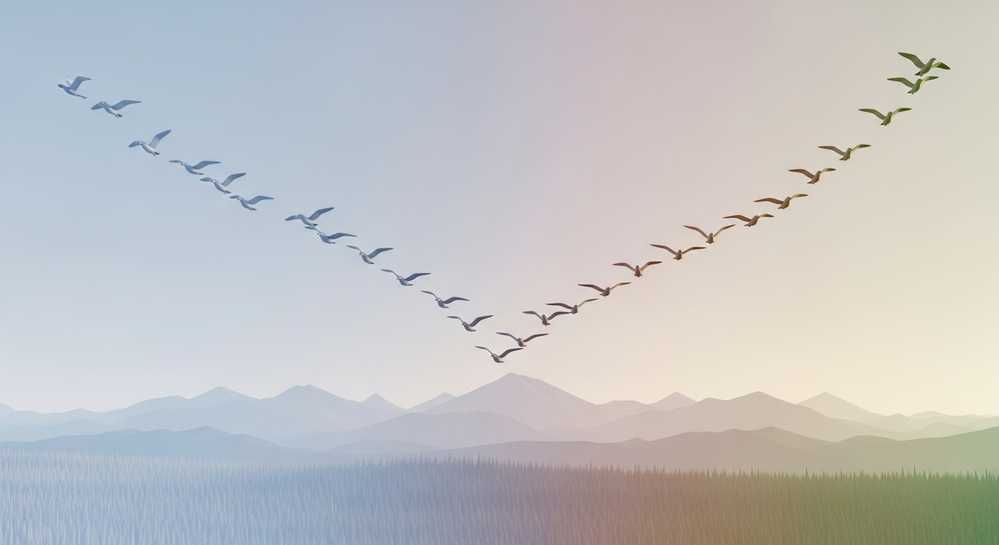 Tại sao chim lại di cư theo mùa